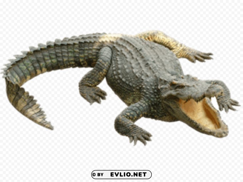 crocodile Isolated Graphic in Transparent PNG Format