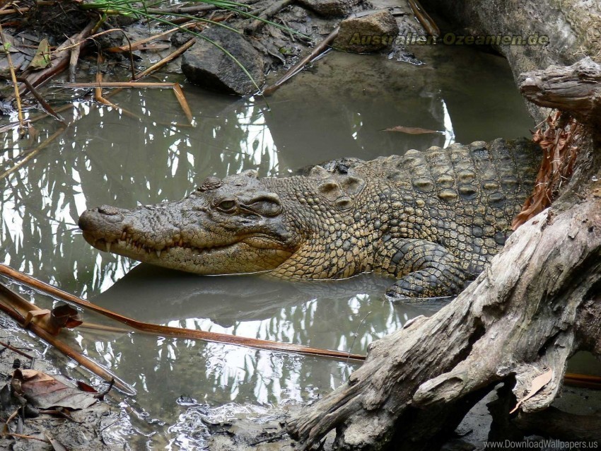 crocodile logs mud swim water wallpaper PNG transparent photos library