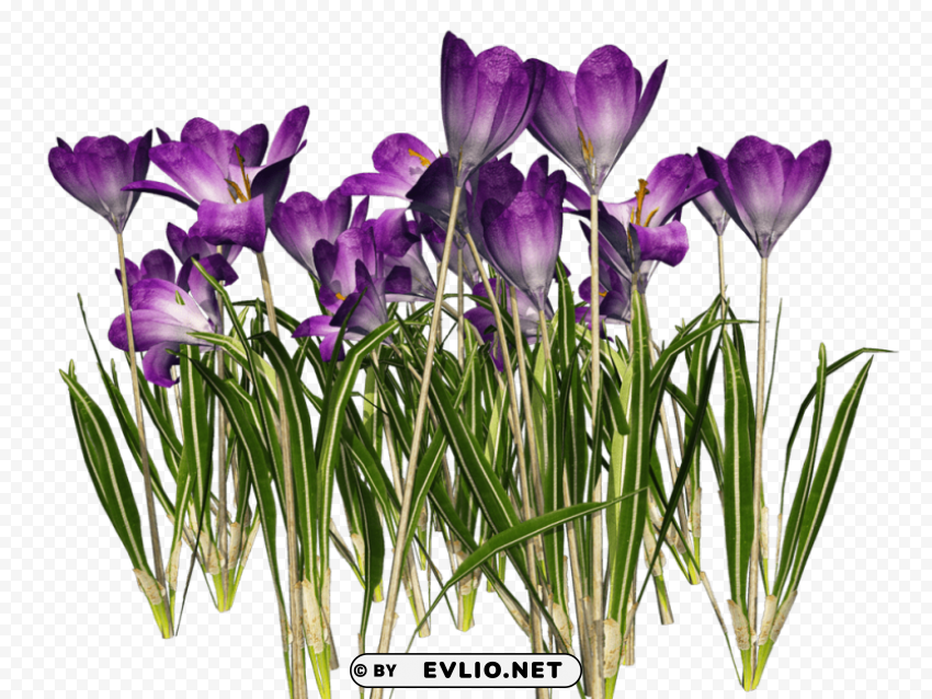crocus PNG images with no attribution