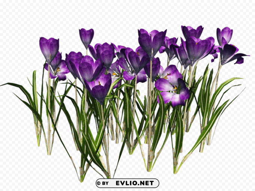 crocus free download PNG images with cutout