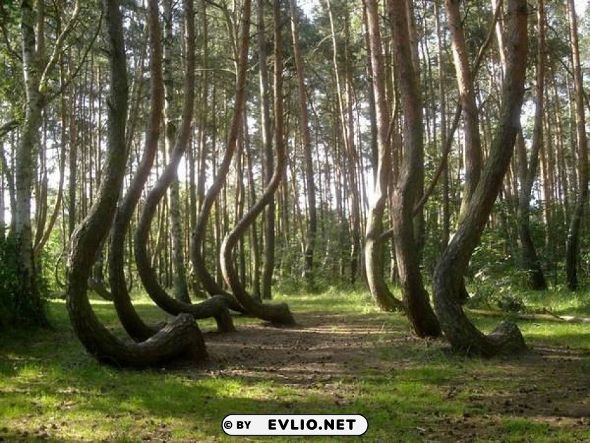 crooked forest poland wallpaper Transparent picture PNG