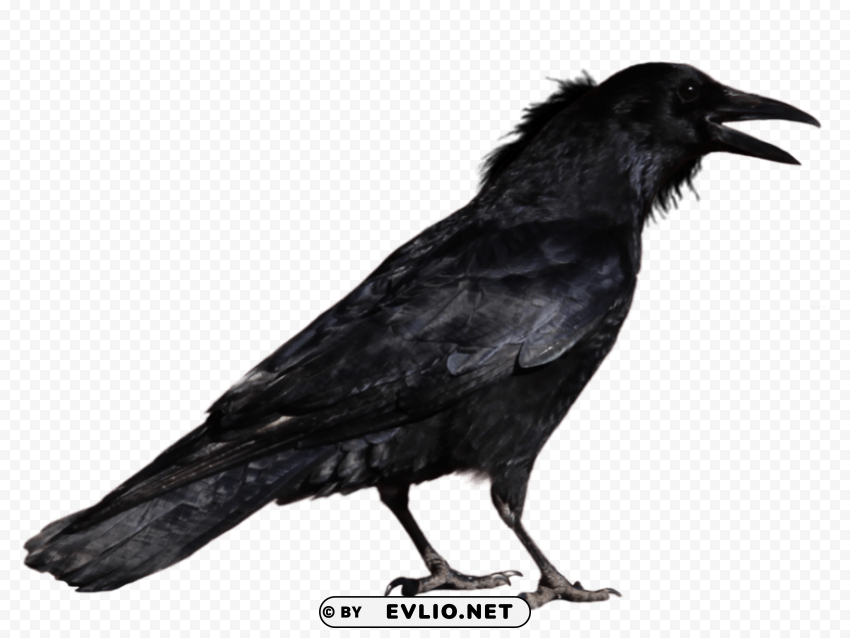 Crow Isolated Item with Transparent PNG Background