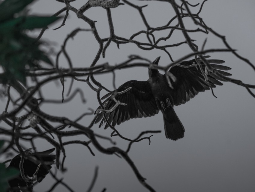 crow bird bw branches wings fly PNG with clear transparency 4k wallpaper