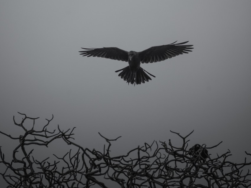 crow branches bw bird fly PNG picture 4k wallpaper