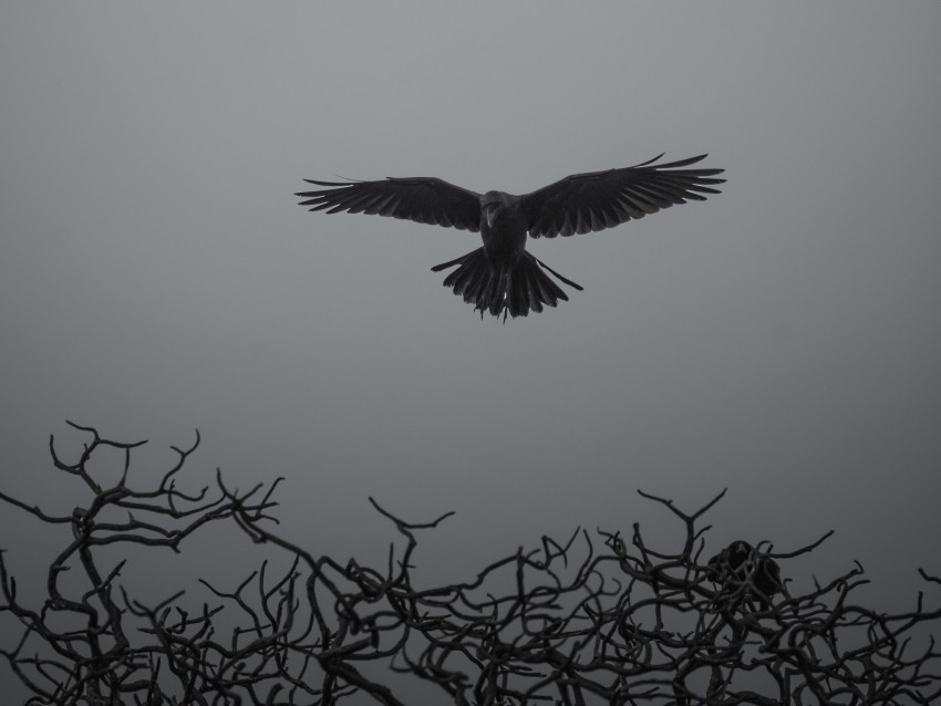 crow branches bw bird fly PNG picture