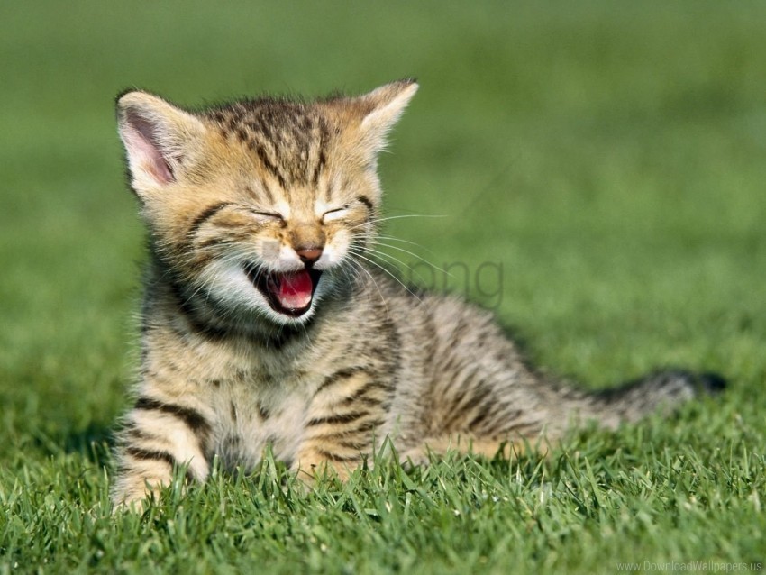cry grass kitten sit wallpaper Free PNG images with alpha transparency compilation