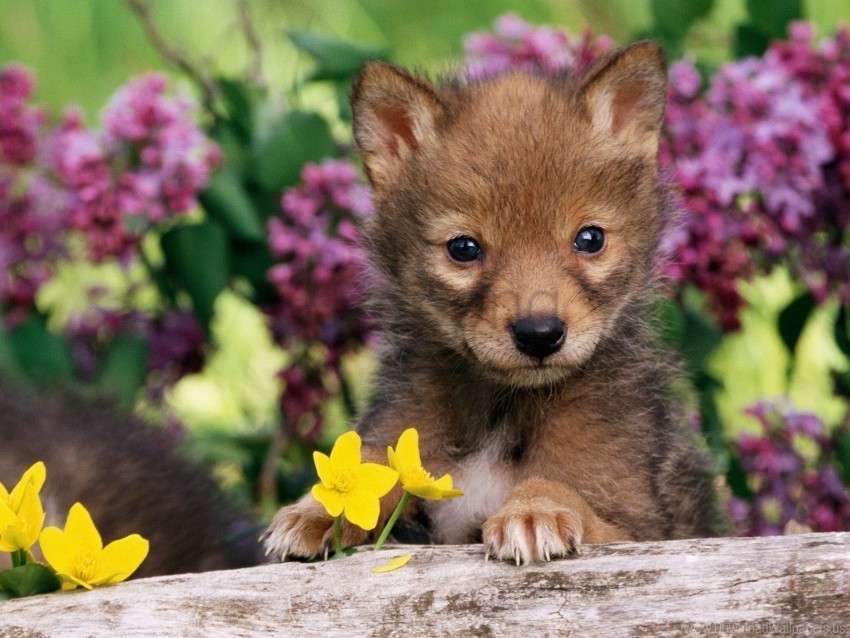 cub dog grass puppy wolf wallpaper Clear PNG pictures bundle