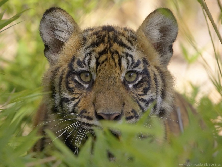 cub face grass predator tiger wallpaper PNG for digital art