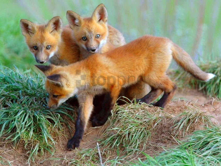 cubs curiosity fox foxes wallpaper ClearCut Background PNG Isolation