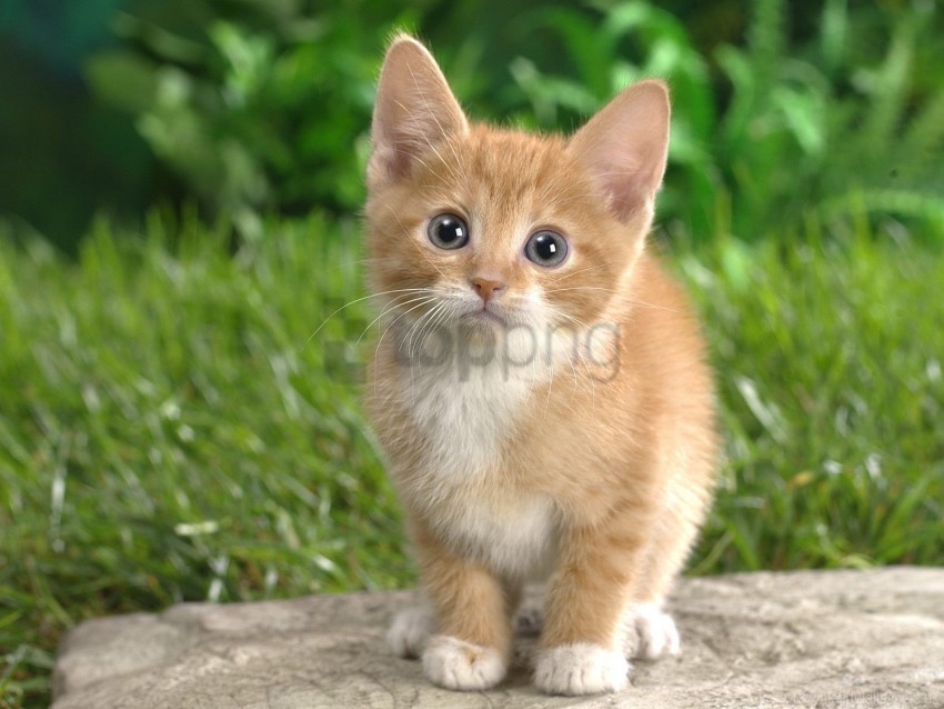 curiosity grass kitten sit watch wallpaper Isolated Design Element in Clear Transparent PNG