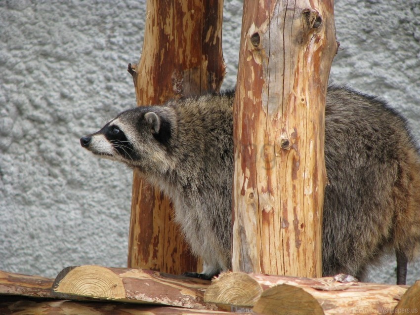 curious raccoon sit watch wallpaper PNG free transparent