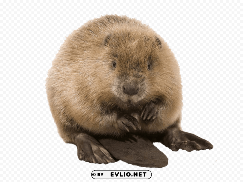 cute beaver PNG Graphic Isolated with Transparency