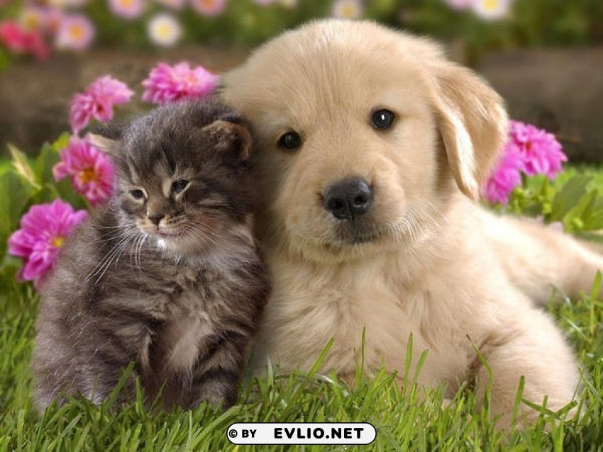 cute little kitten and dog PNG images with no watermark