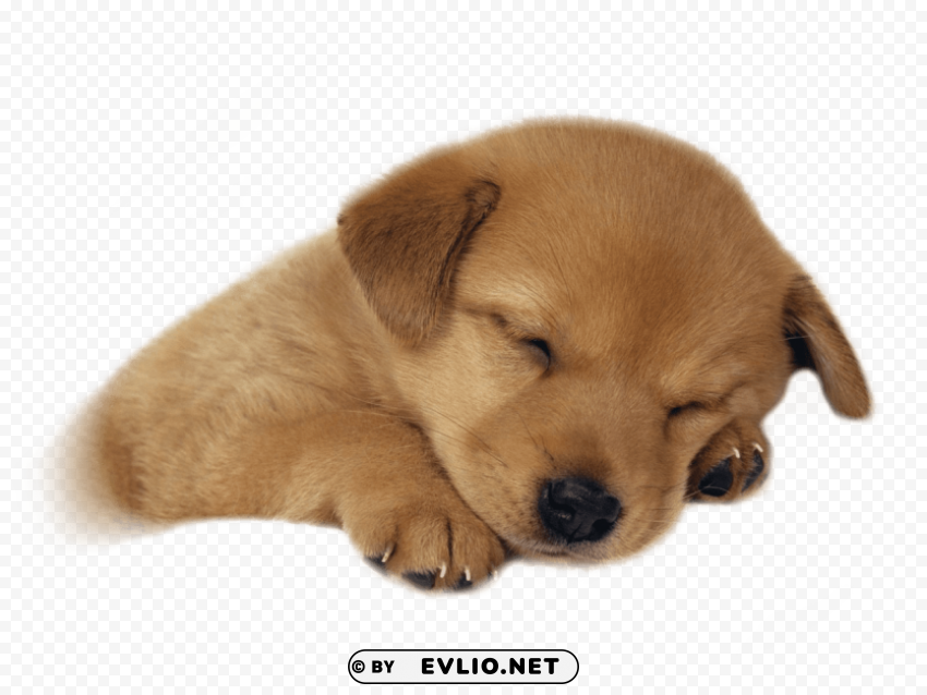 cute puppies Transparent pics