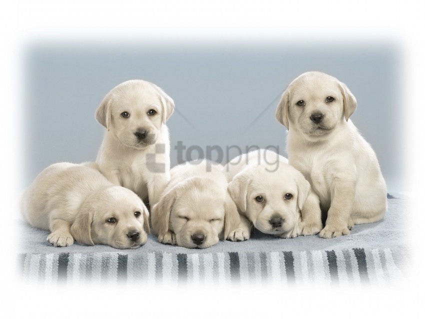 cute puppies wallpaper High-resolution transparent PNG images set