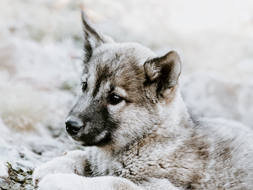 czechoslovakian wolfdog puppy sadness lies High-resolution transparent PNG files