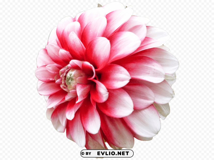 PNG image of dahlia PNG Illustration Isolated on Transparent Backdrop with a clear background - Image ID 79088a02