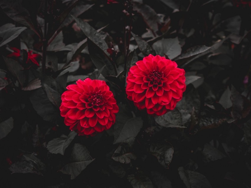 dahlia buds red bush leaves bloom Isolated Object on Transparent Background in PNG