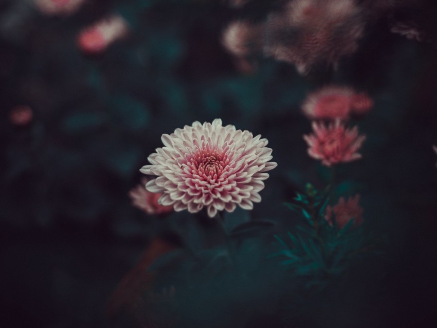 dahlia flower blur bud pink petals No-background PNGs