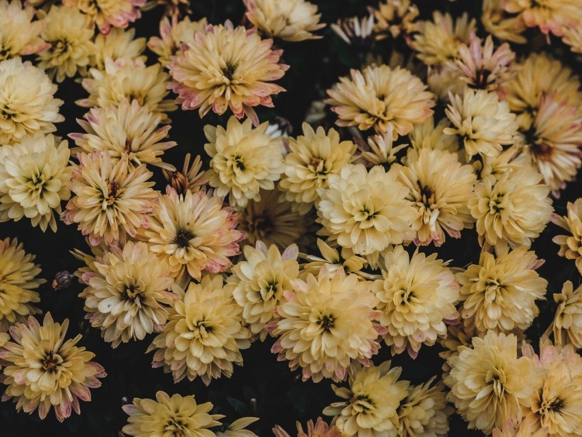 dahlias flowerbed flowers bloom yellow PNG images for personal projects 4k wallpaper