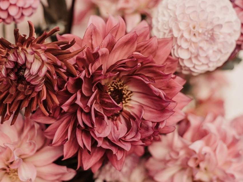 dahlias flowers bouquet pink PNG Image with Isolated Icon