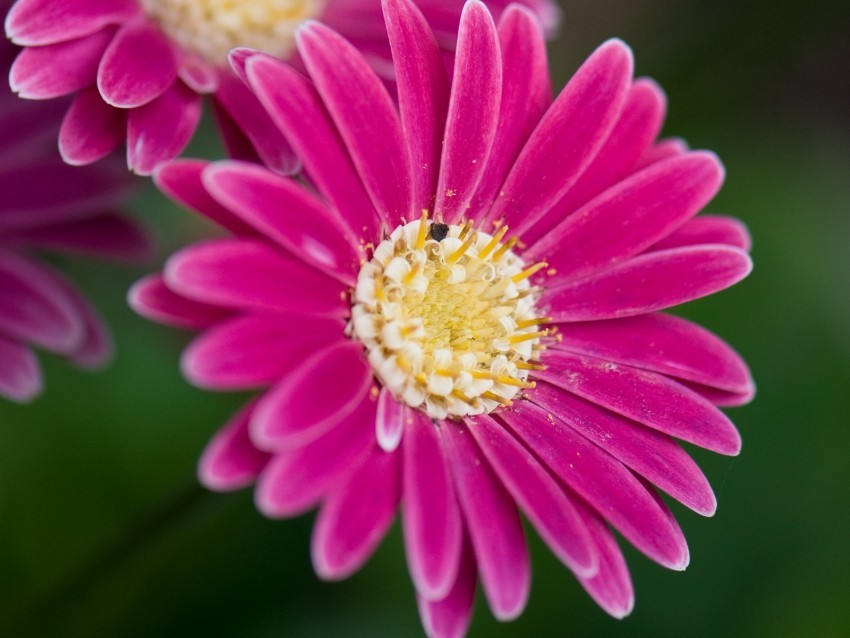 daisies flowers bloom macro closeup PNG transparent photos comprehensive compilation 4k wallpaper