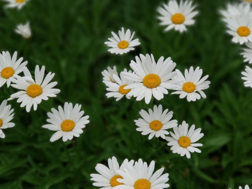 daisies white flowers bloom plant PNG images without subscription 4k wallpaper