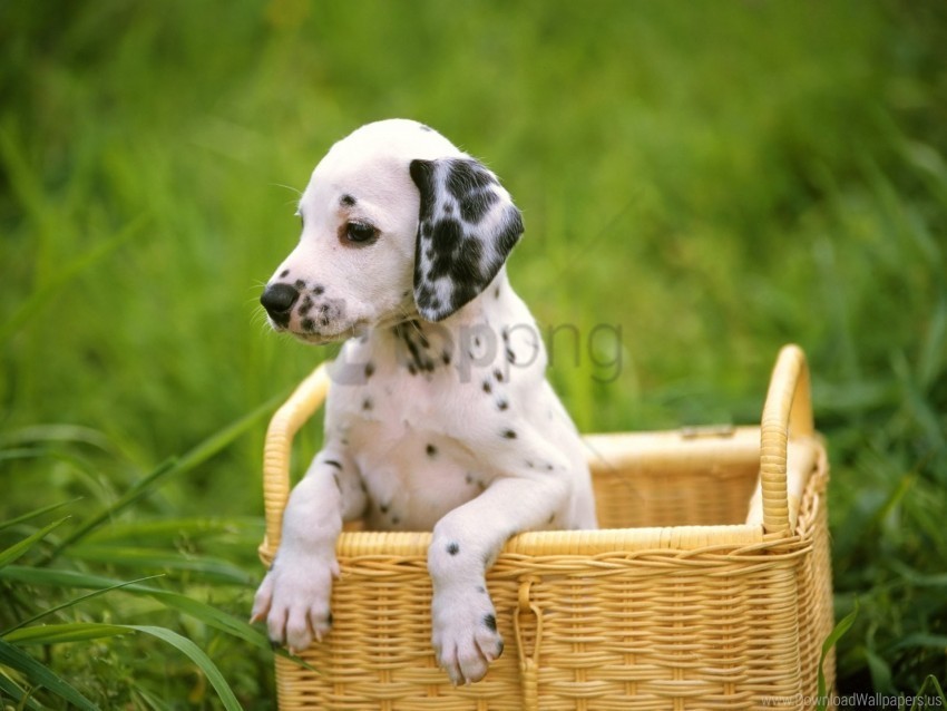 dalmatian dog face sit wallpaper PNG clear images