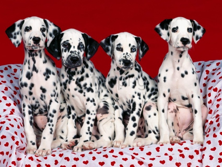 dalmatians dogs many puppies wallpaper PNG transparent graphics for download