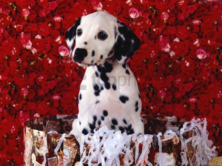 dalmatians puppy roses shopping sitting wallpaper PNG images with alpha channel selection
