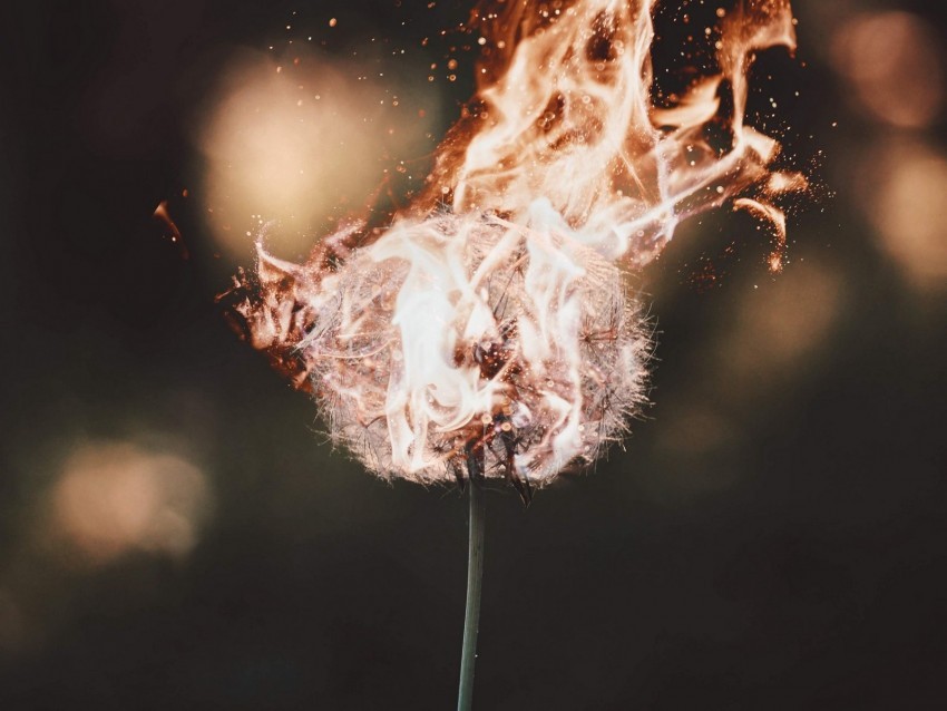 dandelion fire flame fluff PNG files with transparent backdrop