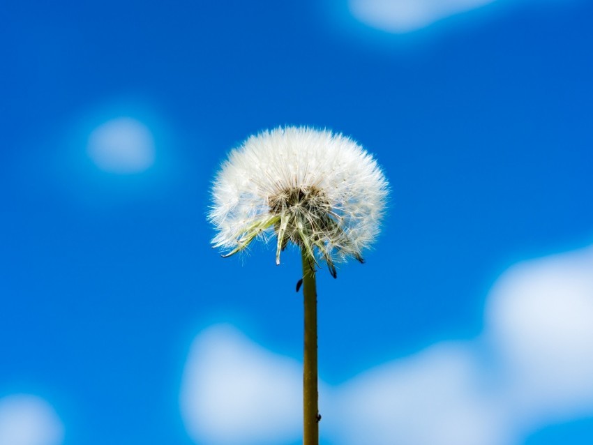 dandelion flower fluff sky clouds PNG with cutout background 4k wallpaper