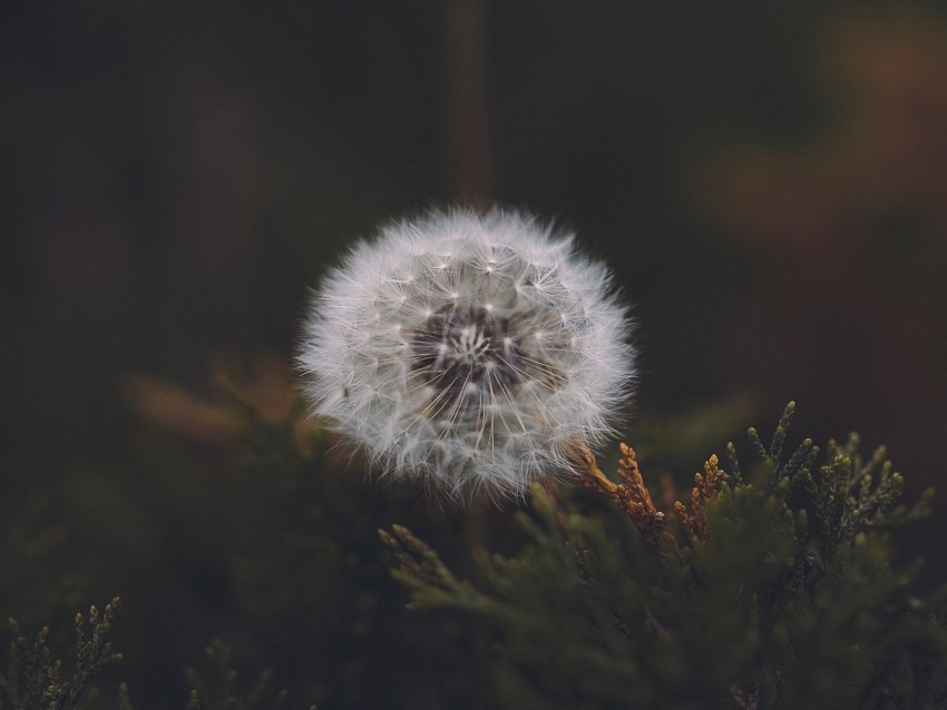 dandelion flower fluffy white seeds PNG with transparent background for free