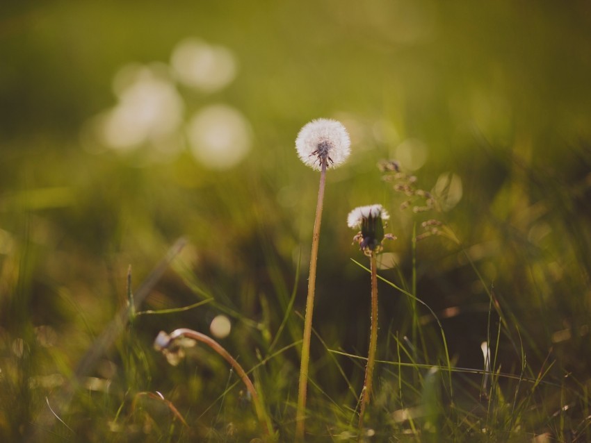 dandelion flower grass macro PNG free transparent