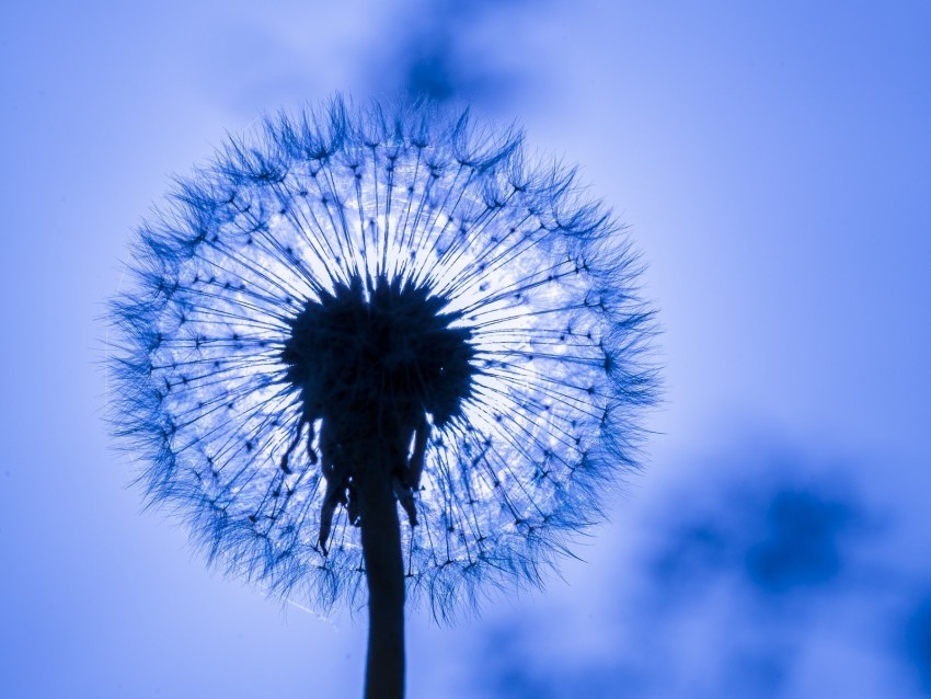 dandelion fluff macro flower PNG with transparent overlay