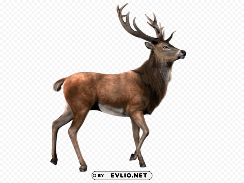 deer Isolated PNG Object with Clear Background png images background - Image ID fe848b59