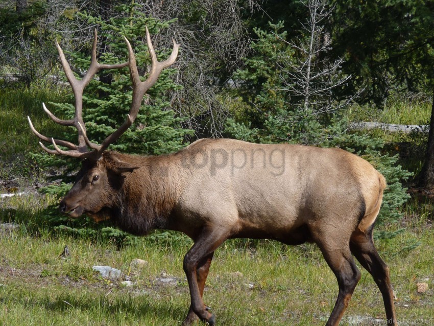 deer forest grass large wapiti wallpaper Isolated Character in Clear Background PNG