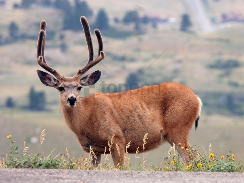 deer grass mountains walk wallpaper Transparent PNG Illustration with Isolation