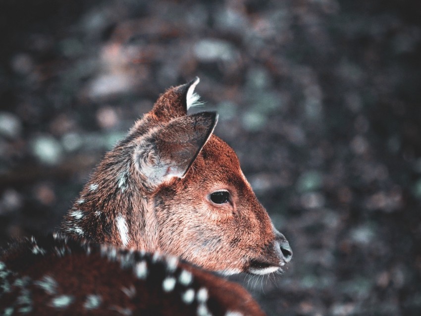 deer muzzle blur wildlife Isolated Design Element in Transparent PNG 4k wallpaper
