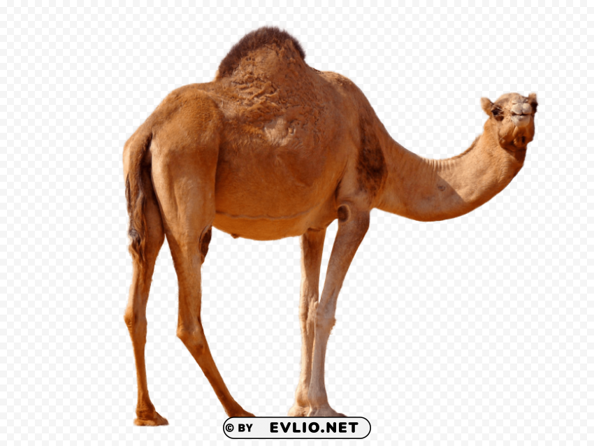 desert camel standing PNG files with alpha channel png images background - Image ID 0340a370