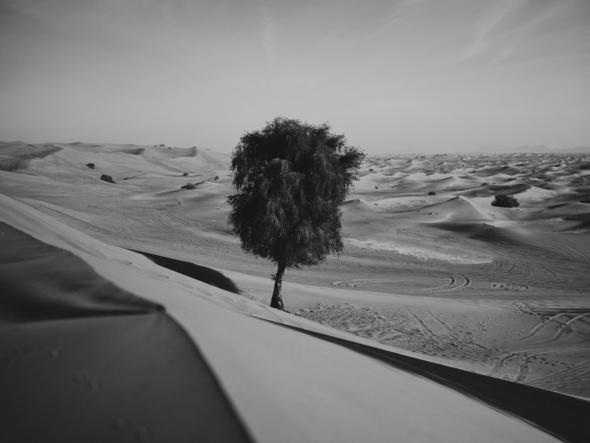desert tree dunes sand lonely bw Clear PNG image