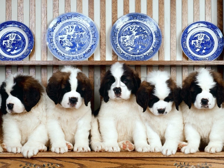 dishes plates puppies shelf st bernard wallpaper Transparent PNG pictures for editing