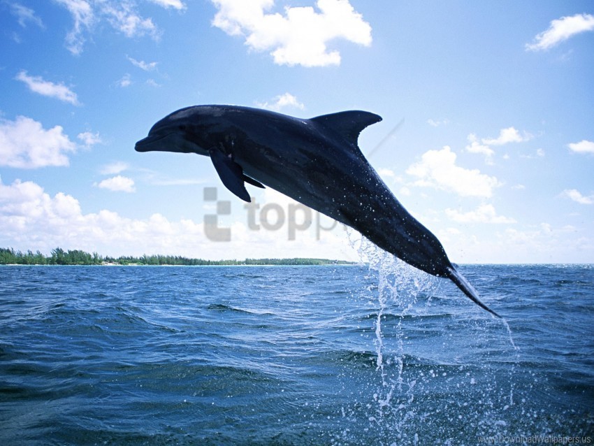 diving dolphin wallpaper Clean Background Isolated PNG Image