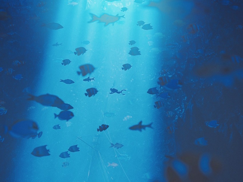diving under water ray of light depth fish bottom High-resolution transparent PNG files
