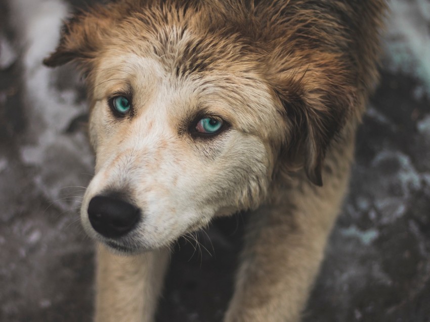 dog blue-eyed paws pulling Transparent Background PNG Isolation 4k wallpaper