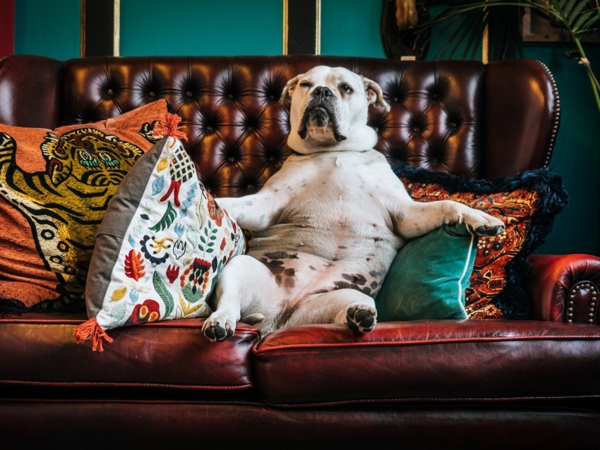 dog bulldog king sofa pillows PNG file without watermark