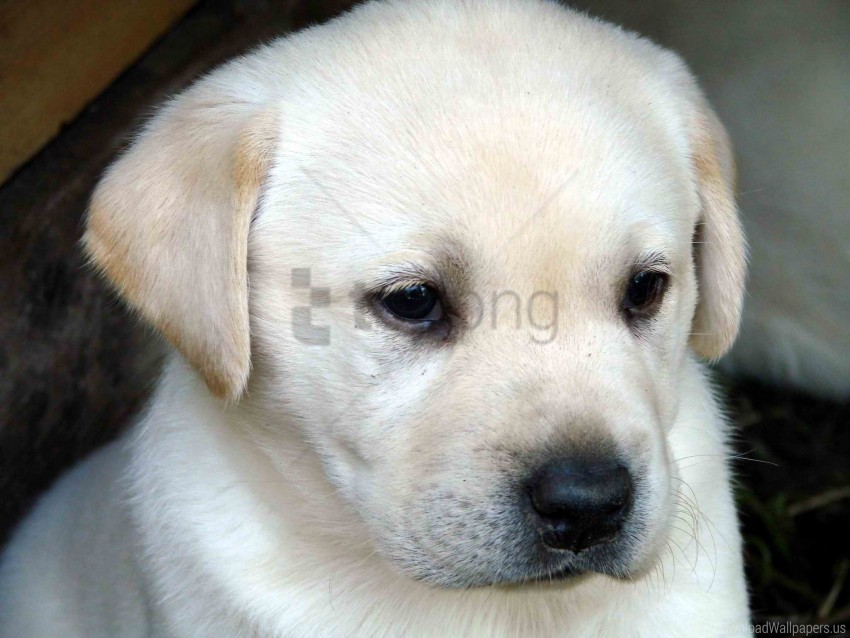dog eyes face labrador puppy sadness wallpaper Isolated Object with Transparent Background in PNG
