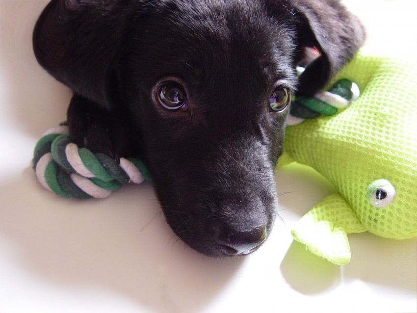 dog eyes face labrador puppy wallpaper PNG transparent graphic