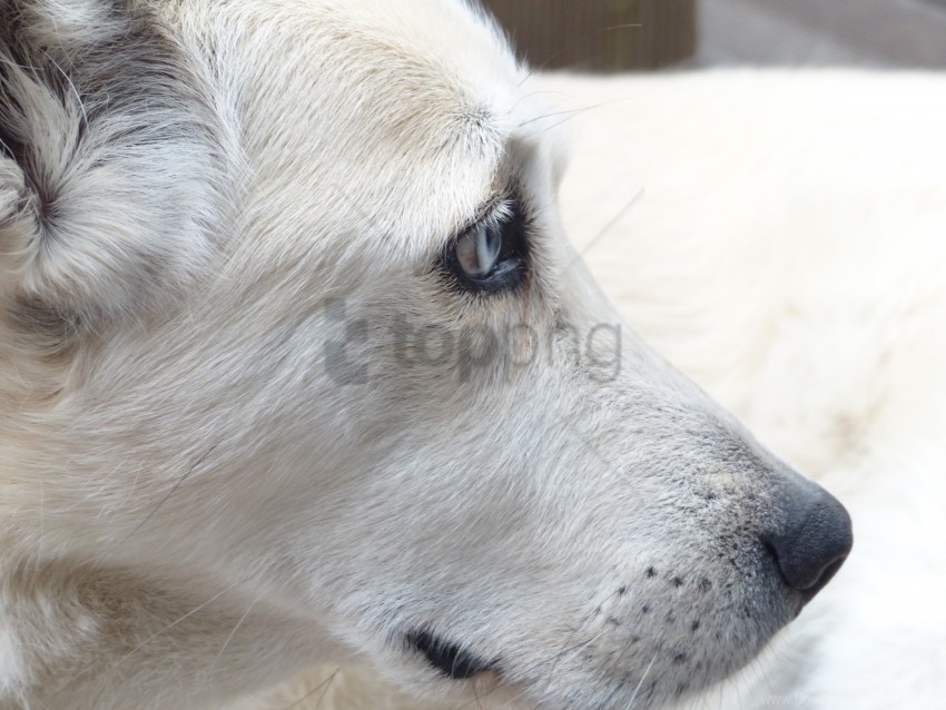 dog eyes muzzle white wallpaper PNG graphics with clear alpha channel broad selection