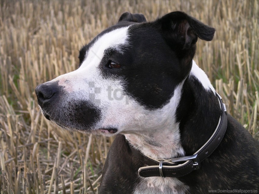 dog face look spotted staffy wallpaper PNG for personal use